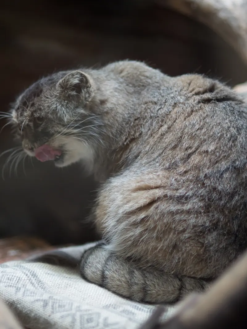 恩賜上野動物園のプリームラの写真