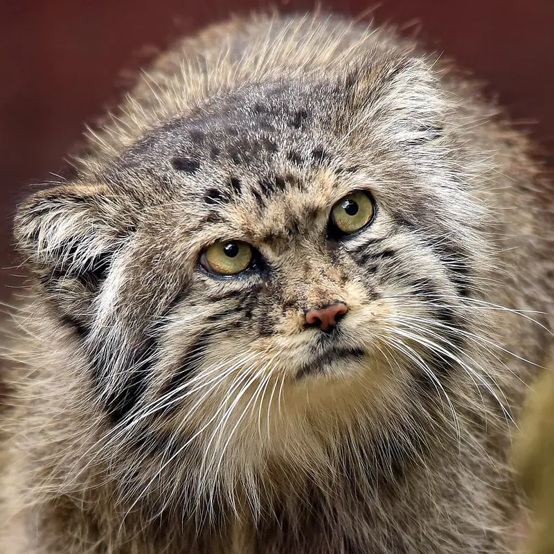 ジャルダン・デ・プラント動物園のマヌルネコのシヴァ
