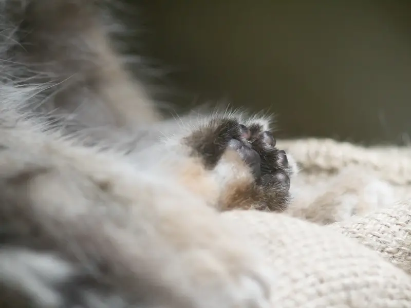 恩賜上野動物園のクリョンの写真