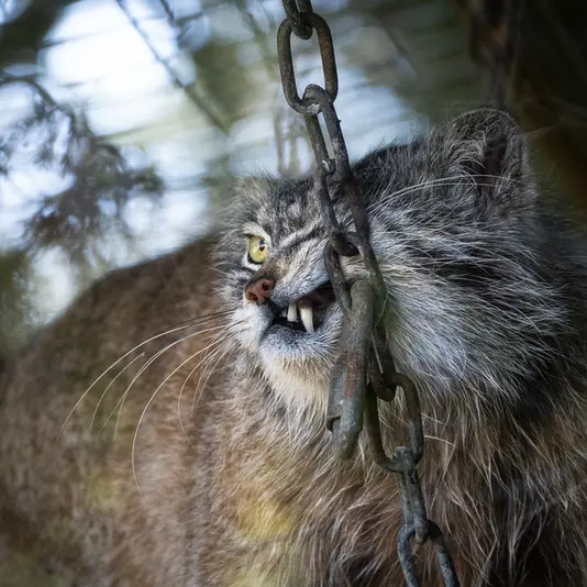 バナム動物園のクルキの写真