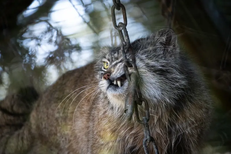 バナム動物園のクルキの写真
