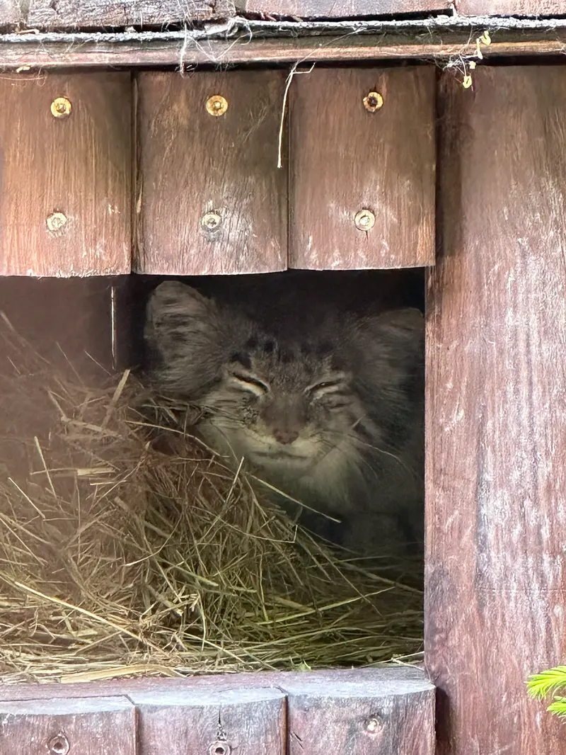 ポズナン新動物園のマニアの写真