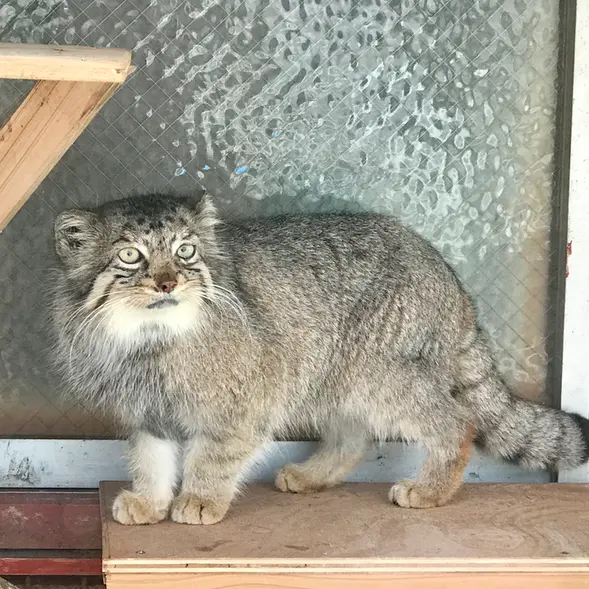 埼玉県こども動物自然公園のタビーの写真