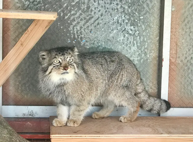 埼玉県こども動物自然公園のタビーの写真