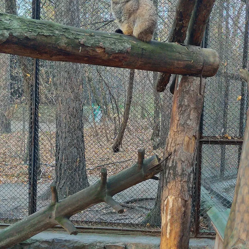 ノヴォシビルスク動物園のアチの写真