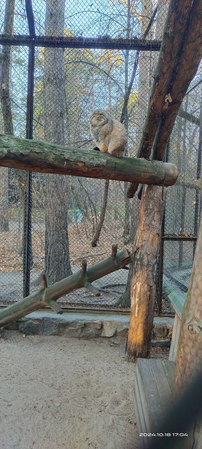 ノヴォシビルスク動物園のアチの写真