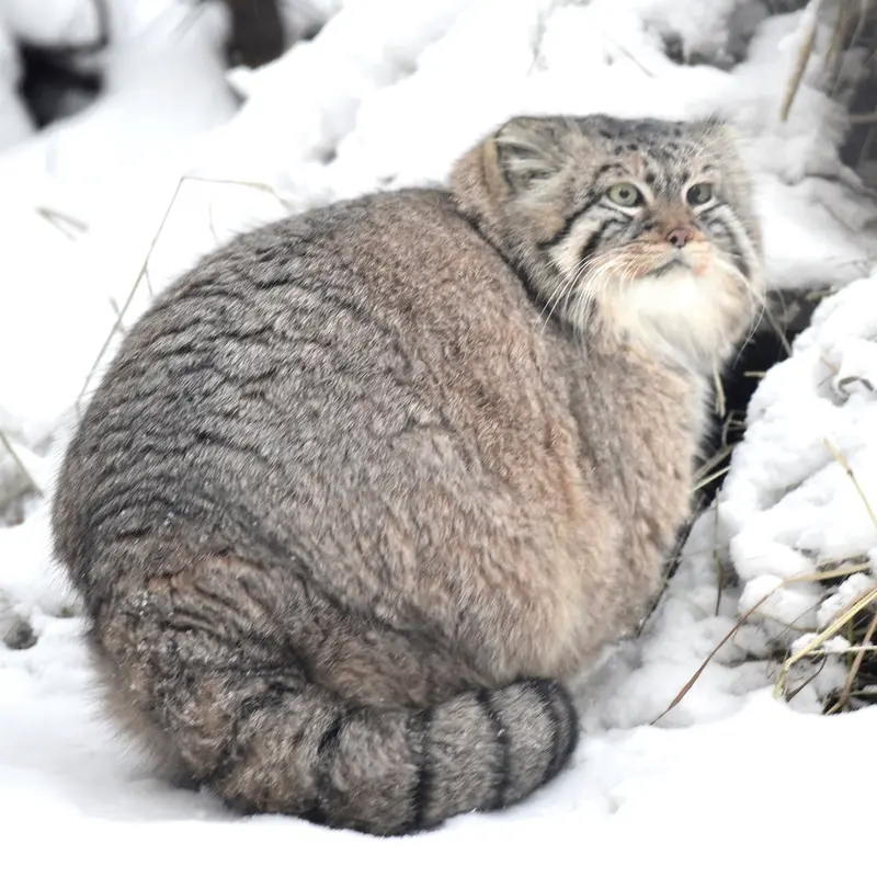 ノヴォシビルスク動物園のゼレノゴルスクの写真