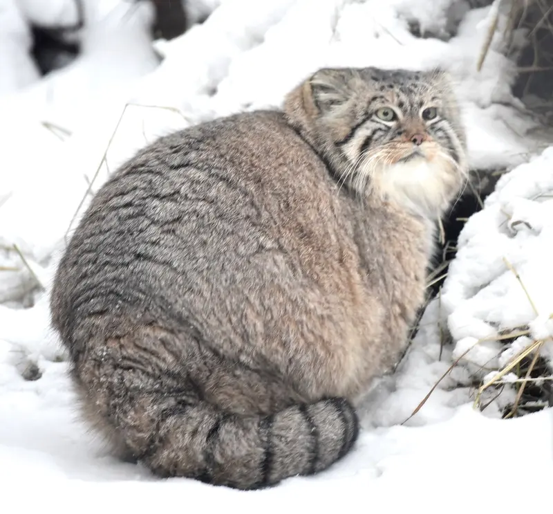 ノヴォシビルスク動物園のゼレノゴルスクの写真