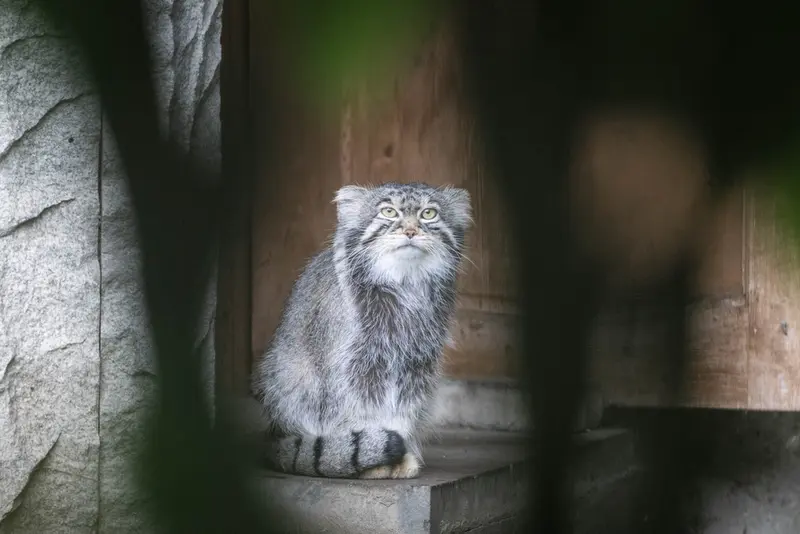 モスクワ動物園のティモフェイの写真
