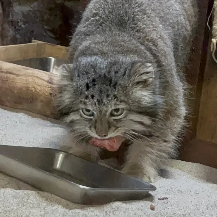 恩賜上野動物園のクリョンの写真