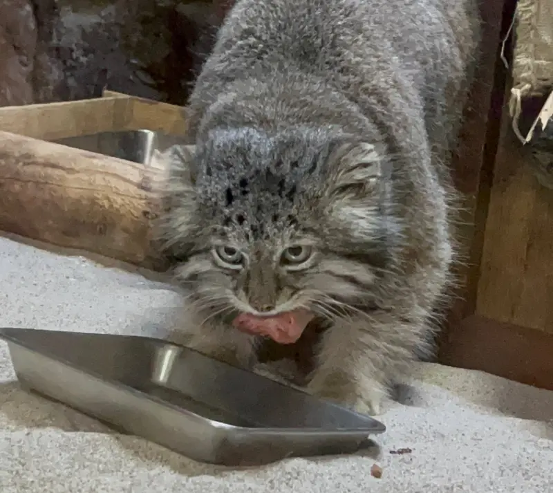 恩賜上野動物園のクリョンの写真