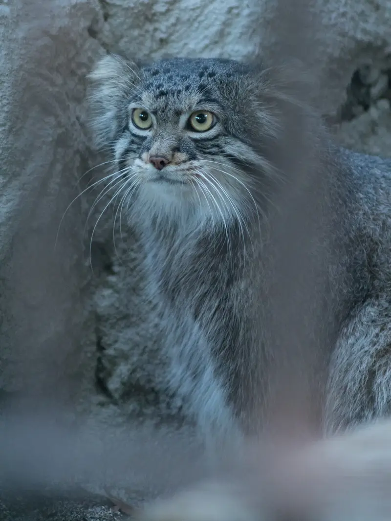 野毛山動物園のフィーガの写真