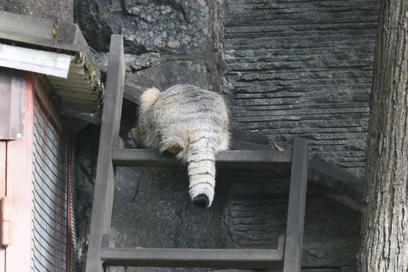 モスクワ動物園のティモフェイの写真