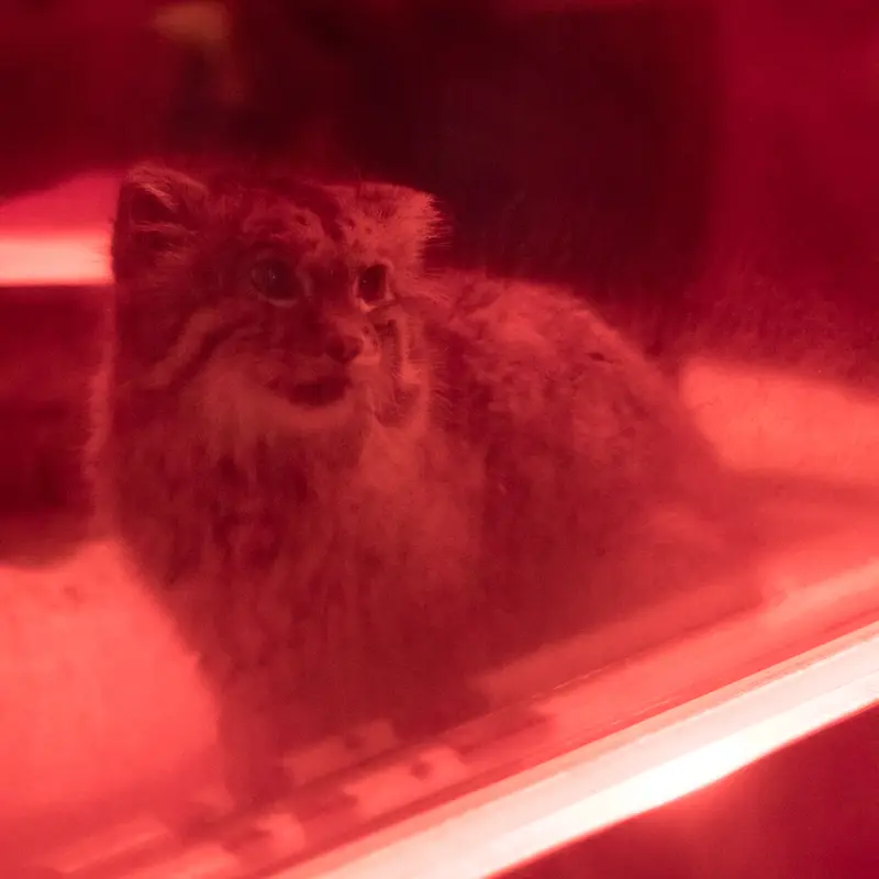恩賜上野動物園のナイマの写真