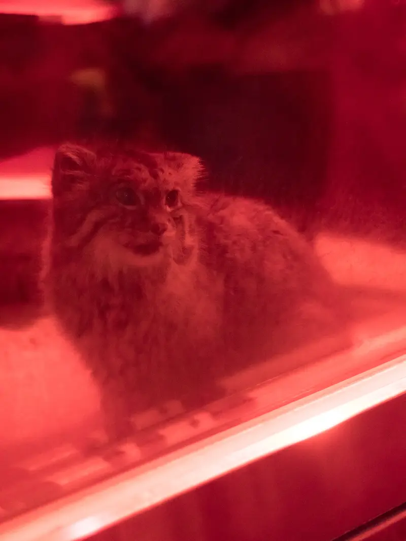 恩賜上野動物園のナイマの写真