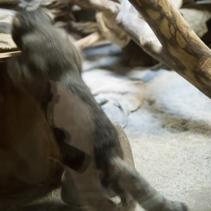 恩賜上野動物園のクリョンの写真