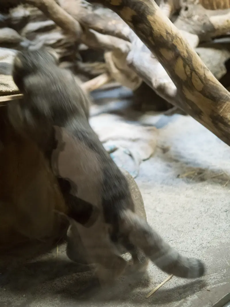 恩賜上野動物園のクリョンの写真