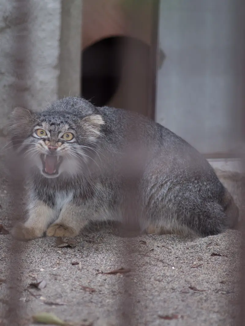 野毛山動物園のフィーガの写真