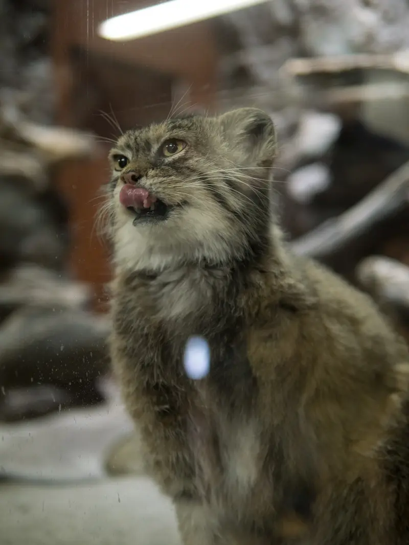 恩賜上野動物園のプリームラの写真