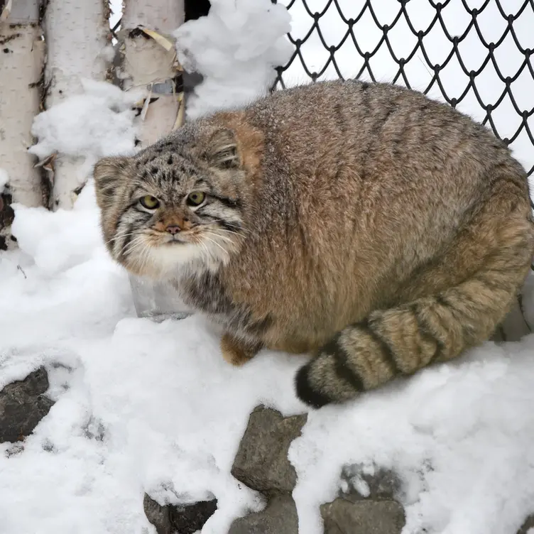 ノヴォシビルスク動物園のコソグラジクの写真
