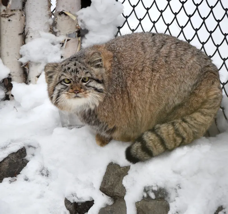 ノヴォシビルスク動物園のコソグラジクの写真