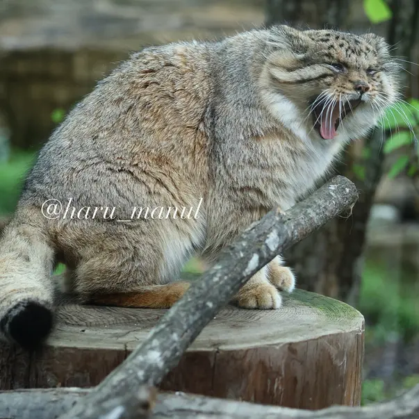 那須どうぶつ王国のボルの写真