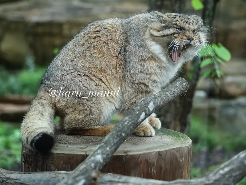 那須どうぶつ王国のボルの写真