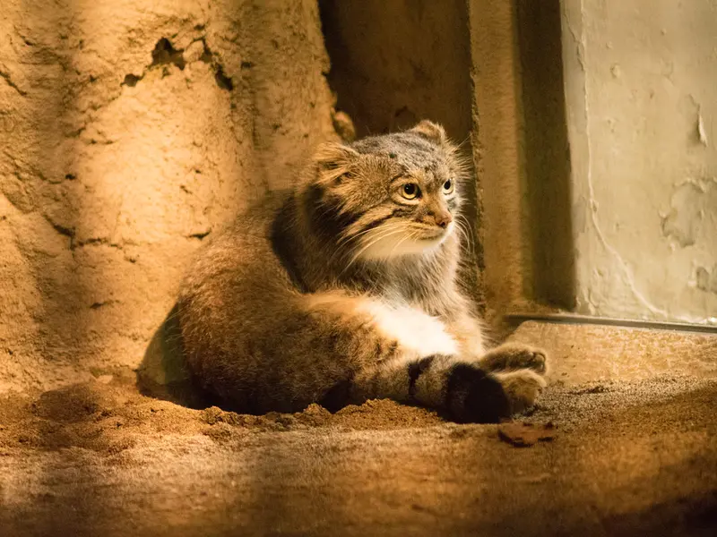 野毛山動物園のフィーガの写真