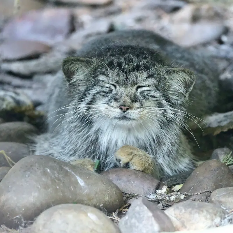 バナム動物園のザヤの写真