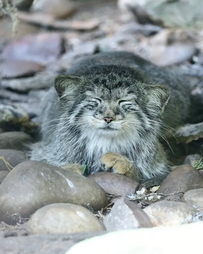 バナム動物園のザヤの写真