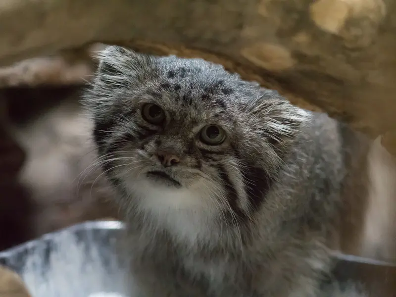 恩賜上野動物園のクリョンの写真