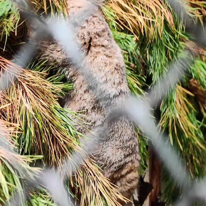 ノヴォシビルスク動物園のマヌルネコの写真