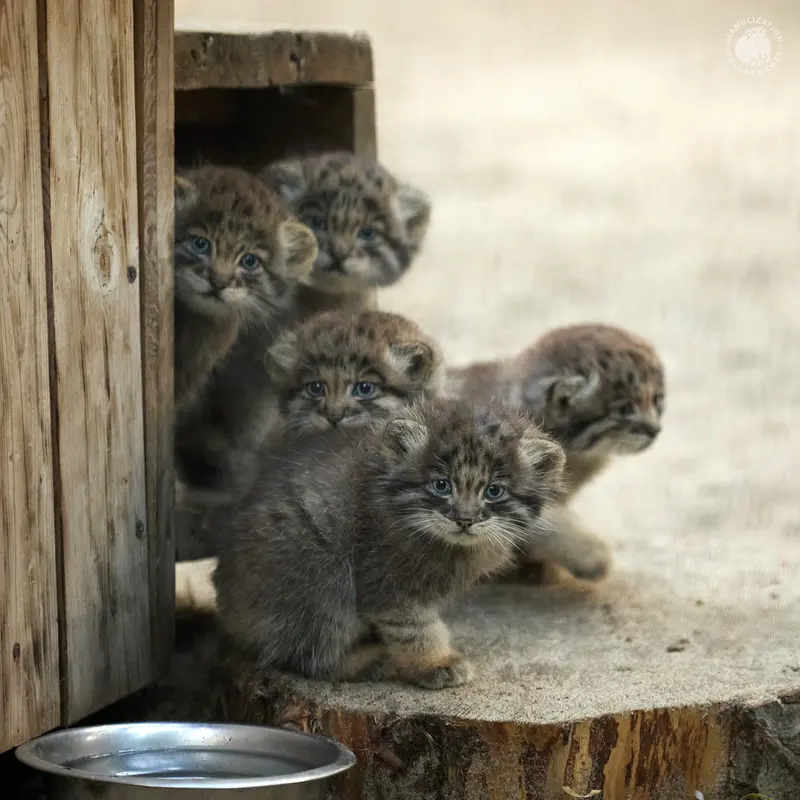 ノヴォシビルスク動物園のスネジンカ、マリク、スネジャナ、ミアの息子 2022 Ⅲとバユンの写真