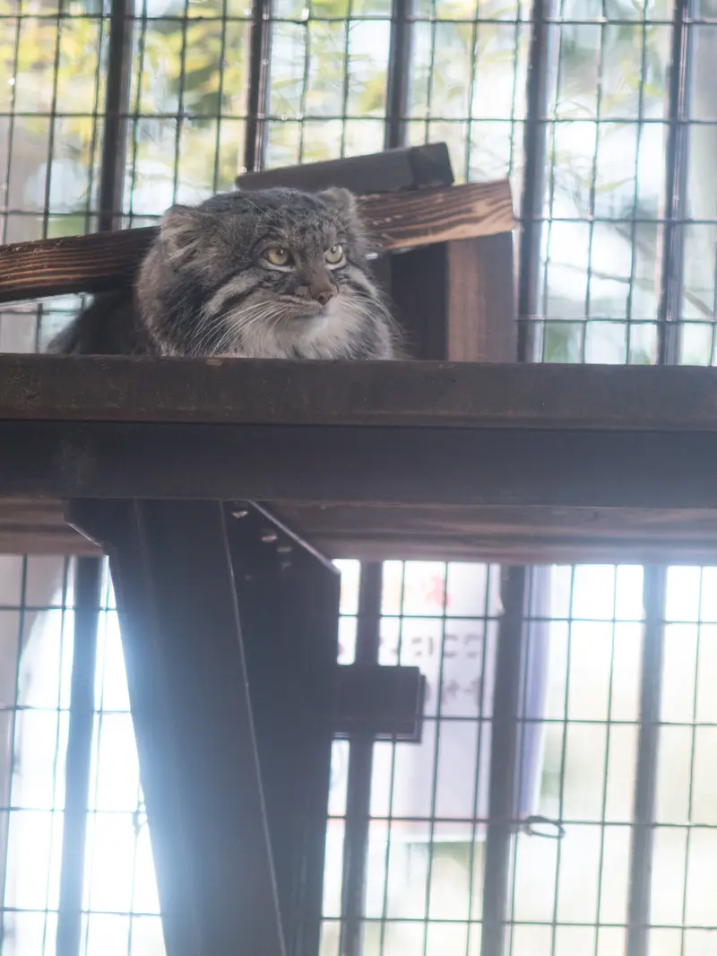 野毛山動物園のフィーガの写真