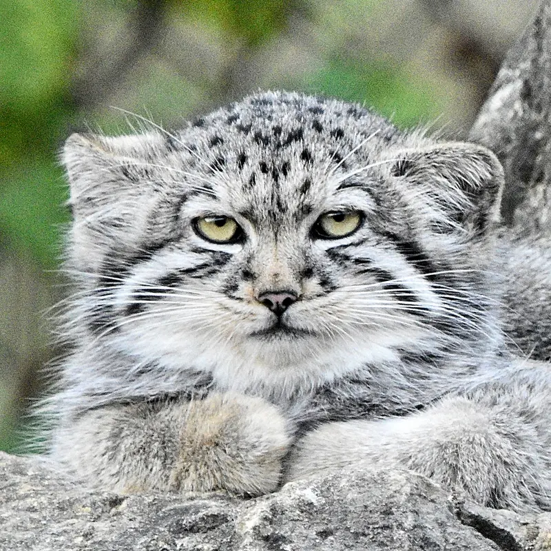ドレイトン・マナー動物園のマヌルネコのトゥヤ