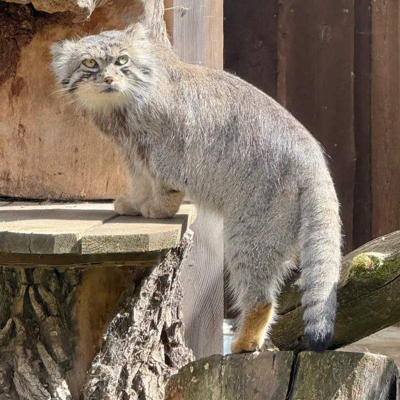 タリン動物園のマーズの写真