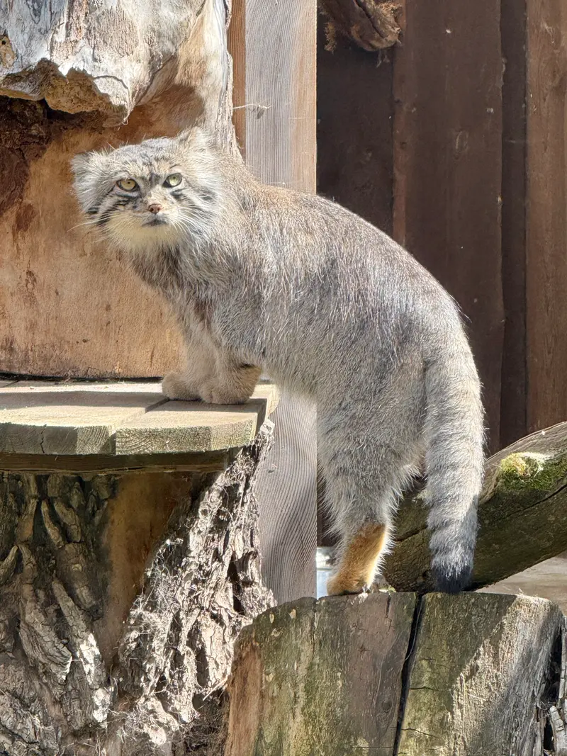 タリン動物園のマーズの写真