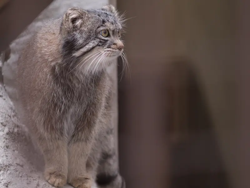 野毛山動物園のフィーガの写真