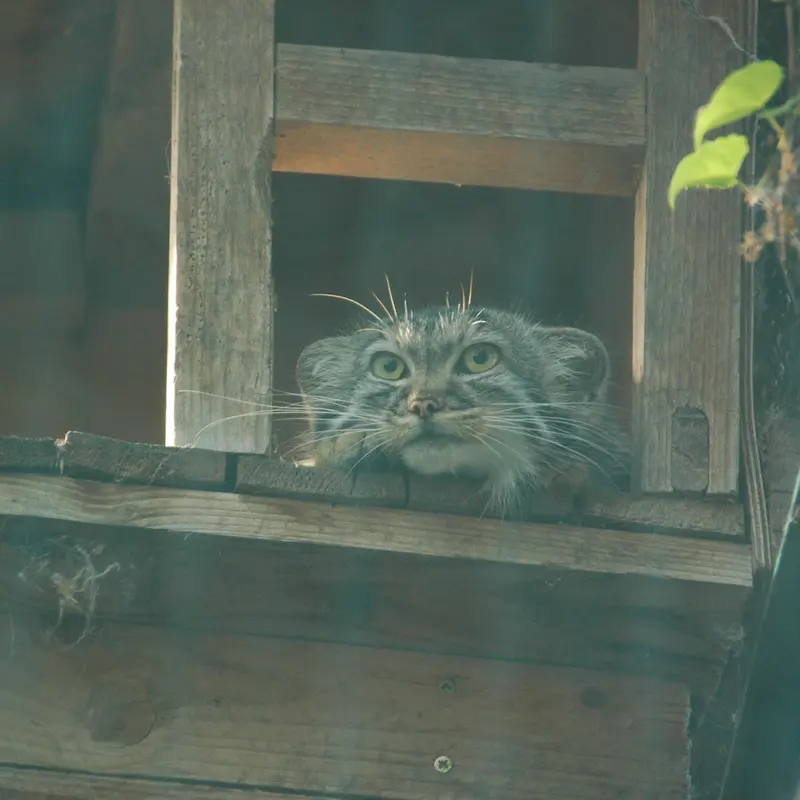 ブダペスト動物園・植物園のルーシーの写真