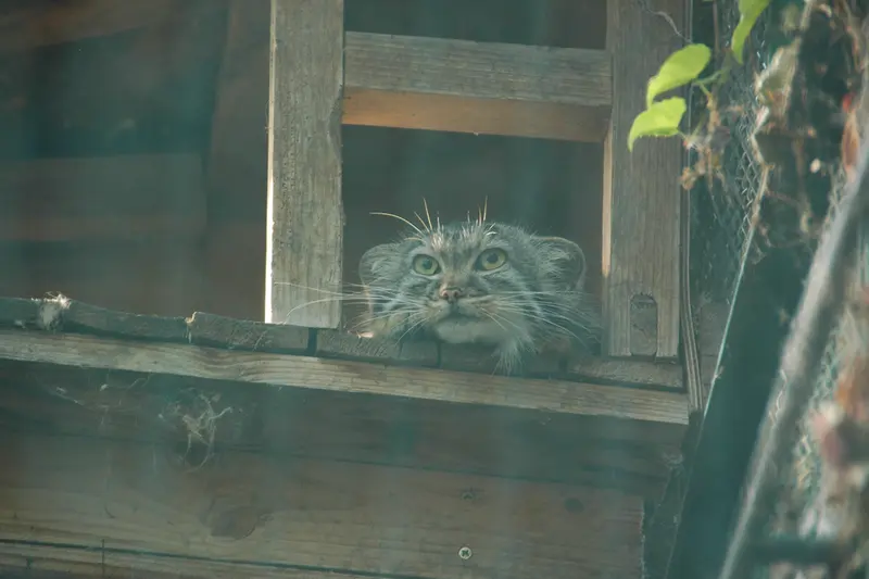ブダペスト動物園・植物園のルーシーの写真