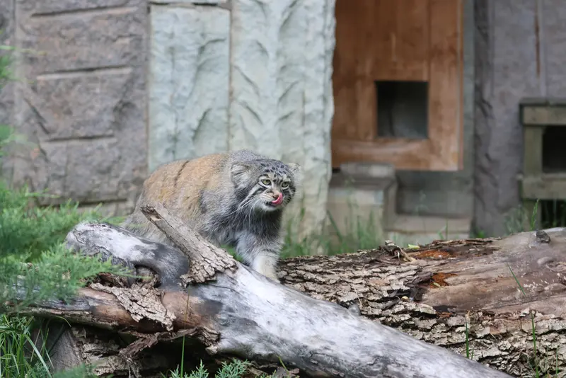 モスクワ動物園のティモフェイの写真