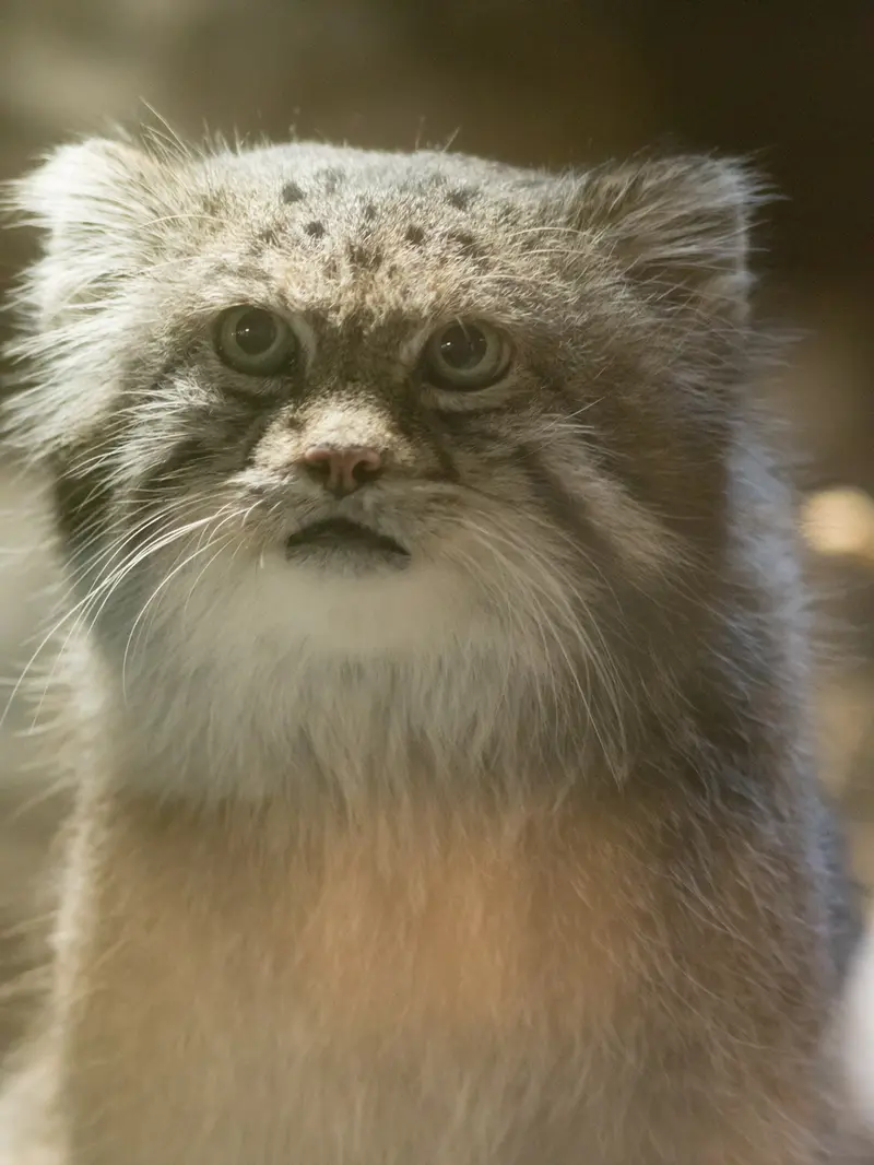 恩賜上野動物園のクリョンの写真