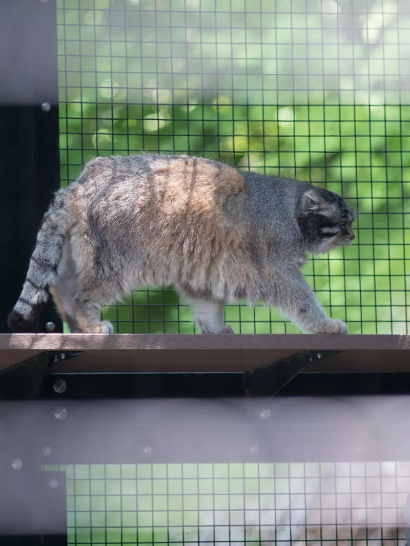 旭山動物園のグルーシャの写真