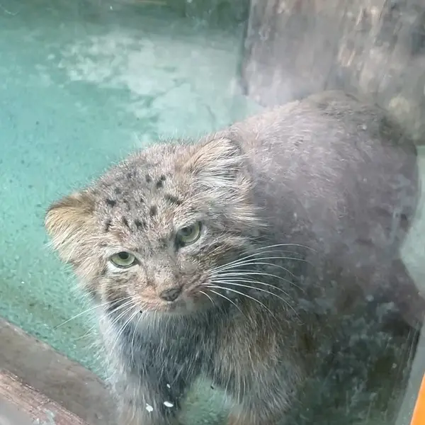 ナレの写真