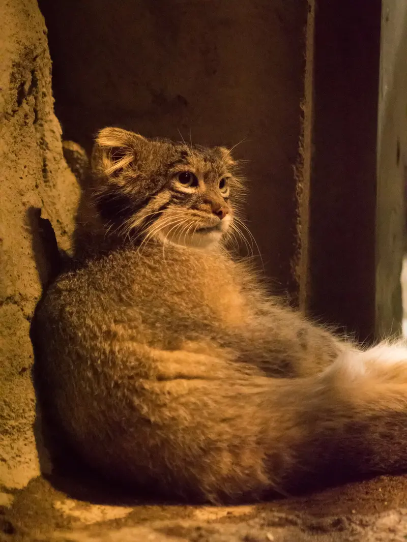 野毛山動物園のフィーガの写真
