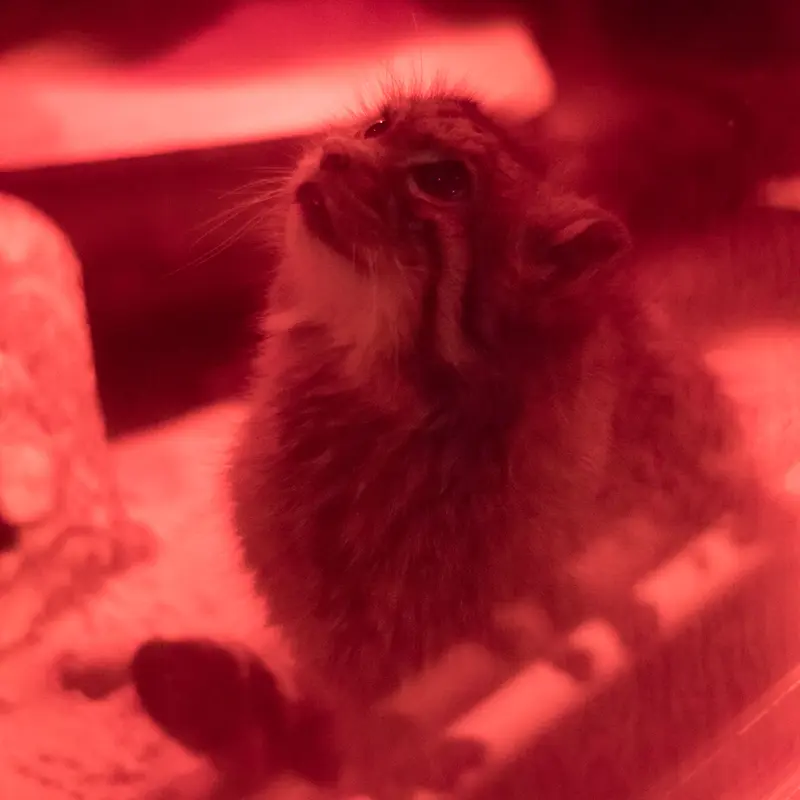 恩賜上野動物園のナイマの写真