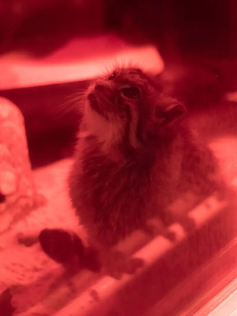 恩賜上野動物園のナイマの写真