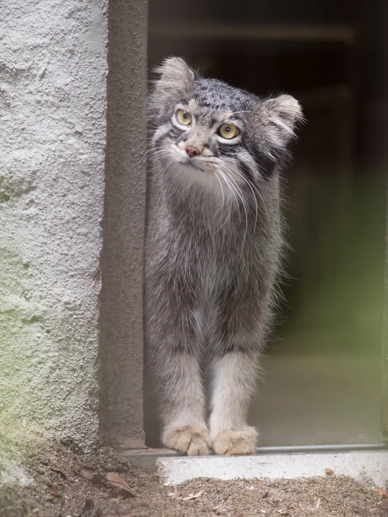 野毛山動物園のフィーガの写真