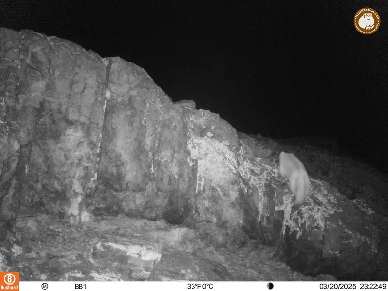 アクタス＝クンコラ［新］カメラトラップで撮影したOtocolobus manul manulの写真