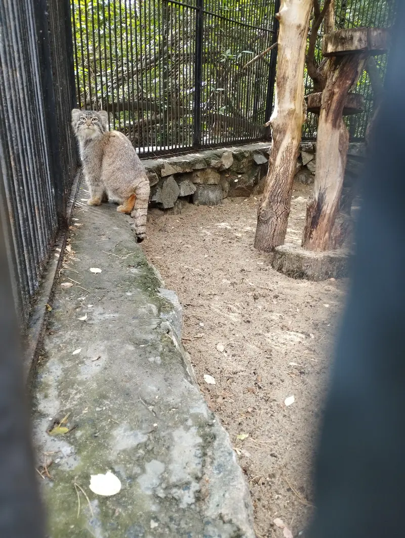 ノヴォシビルスク動物園のマヌルネコの写真